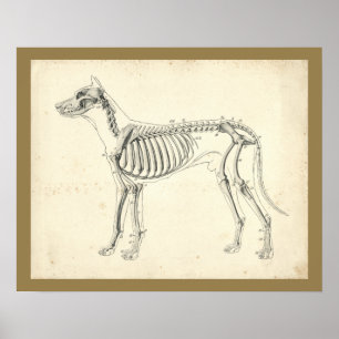 Cão Skeleton Bones Anatomia Veterinária Impressão