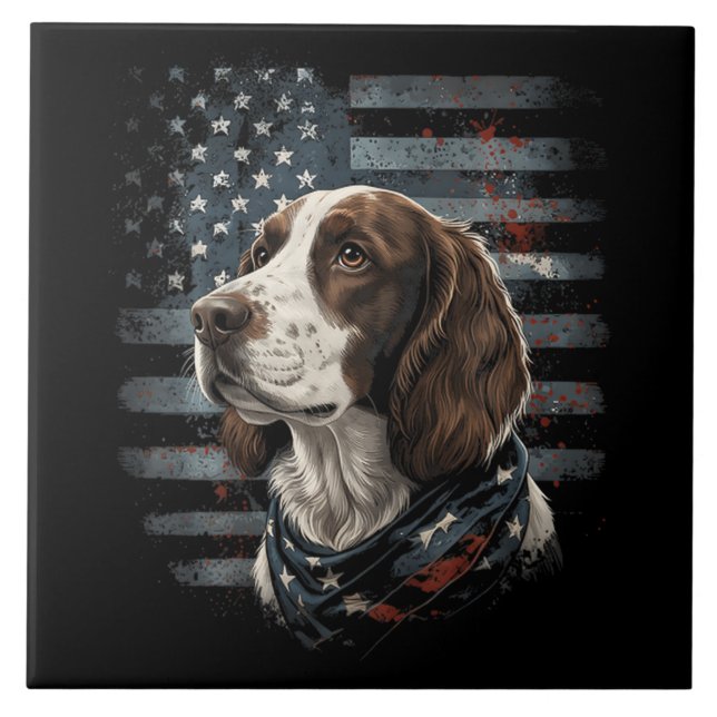 Cão Springer Spaniel Bandeira Americana (Frente)