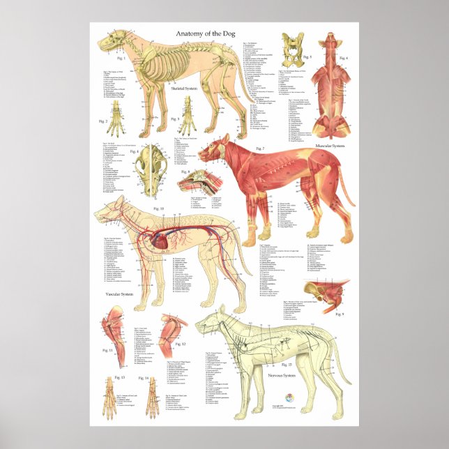 Cão Veterinário Muscular Anatomia óssea Poster (Frente)