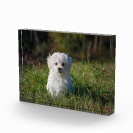 Cãozinho branco