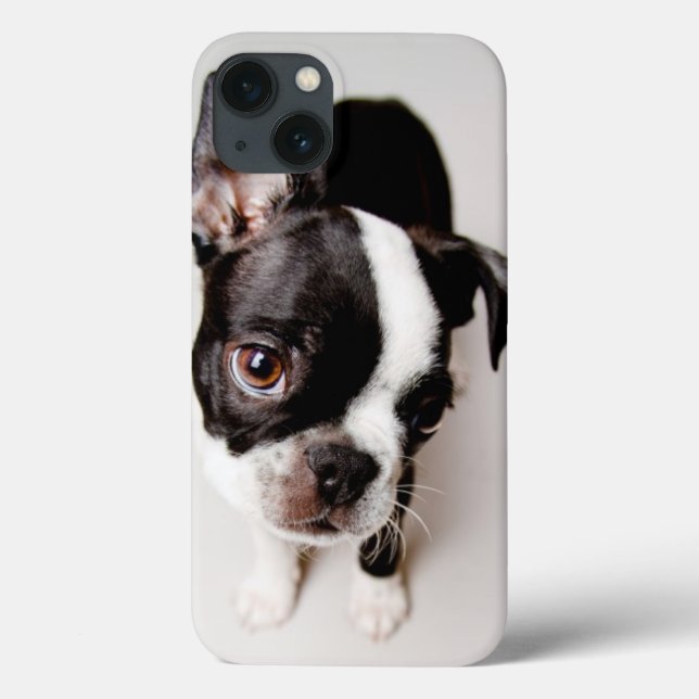 Cãozinho Edison Boston Terrier. (Verso)