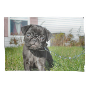 Cãozinho preto