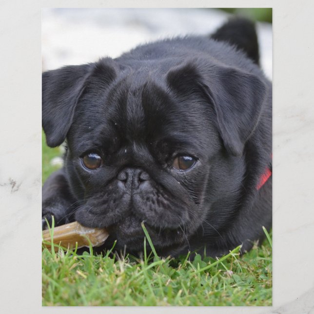 cãozinho preto (Frente)