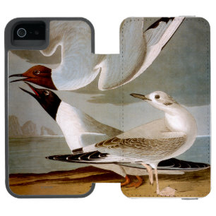 Capa Carteira Incipio Watson™ Para iPhone 5 Audubon: A gaivota de Bonaparte