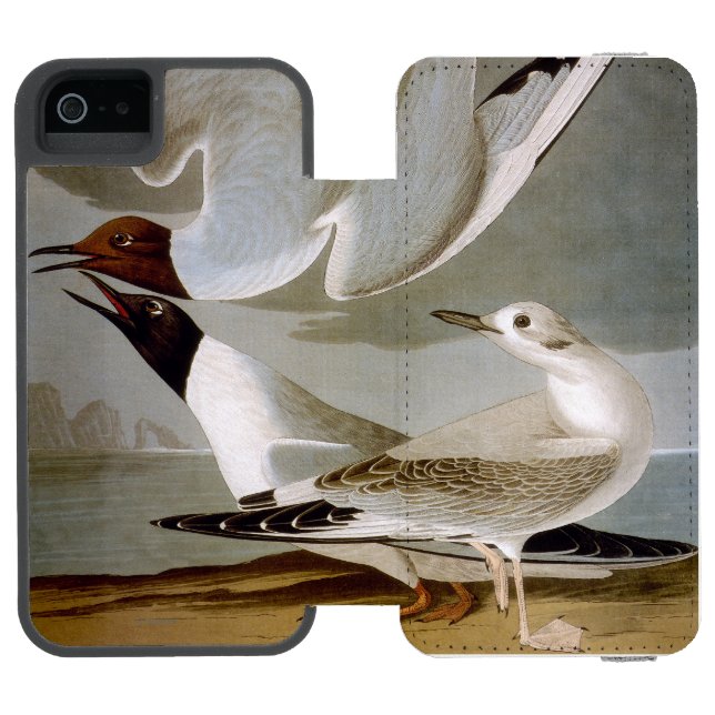 Capa Carteira Para iPhone, Incipio Audubon: A gaivota de Bonaparte (Fólio aberto)
