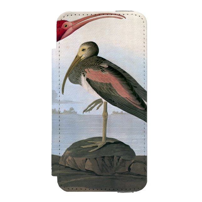 Capa Carteira Para iPhone, Incipio Audubon: Escarlate dos íbis (Frente do fólio)