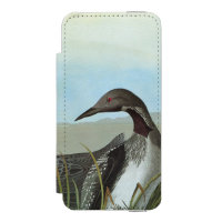 Audubon: Mergulhão-do-norte ártico