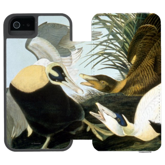 Capa Carteira Para iPhone, Incipio Audubon: Pato de êider (Fólio aberto)