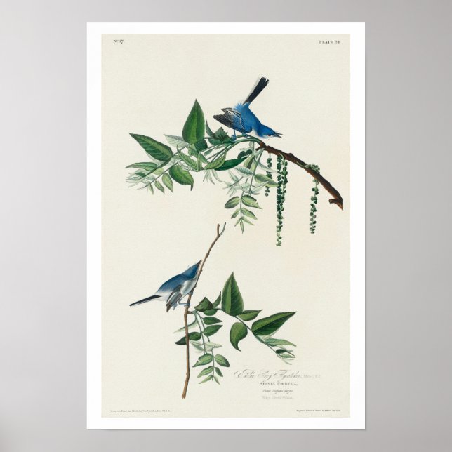 Capa de Cinza azul por Poster de Audubon (Frente)