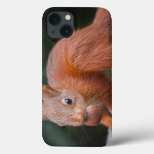 Capa de iPad de Esquilo Bebê com Noz