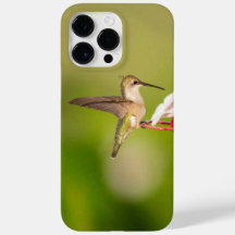 Capa de iPhone de Beija-Flor-de-Pescoço-Rubro #108