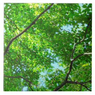Capa de Ramificações Verdes e Folhosas com Céu Azu