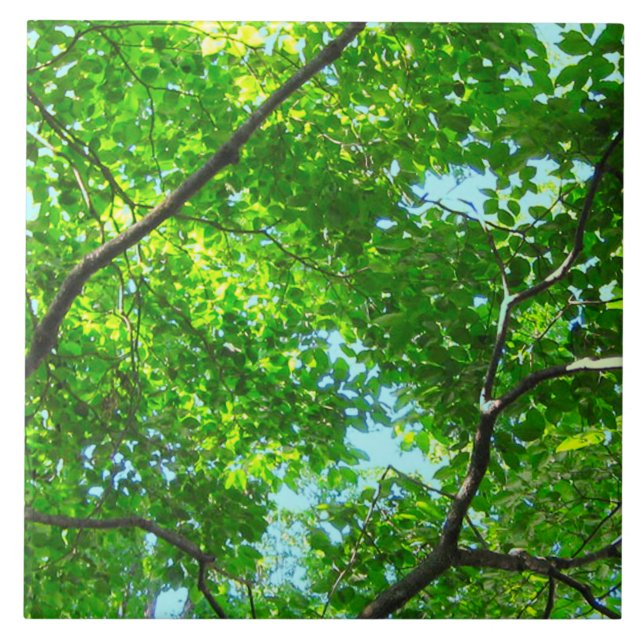 Capa de Ramificações Verdes e Folhosas com Céu Azu (Frente)
