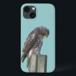 Capa de telefone - Falcão<br><div class="desc">Falcão castanho e branco empoleirado no posto.</div>