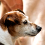 CAPA PARA iPad MINI JACK RUSSELL TERRIER DOG<br><div class="desc">Um lindo e muito fofo cão Jack Russell Terrier.</div>