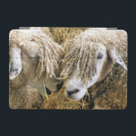 CAPA PARA iPad MINI OVINO<br><div class="desc">Duas lindas ovelhas Cotswold capturadas fotograficamente em um momento engraçado e humorístico conversando entre si. Os ovinos de coalhada são originários dos Cotswolds,  na Inglaterra,  e são criados para a sua lã e carne. Eles têm pulgas longas com quase ouro de tonalidade.</div>