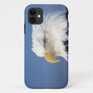Capa Para iPhone 11 águia-careca, Haliaeetus leuccocephalus,