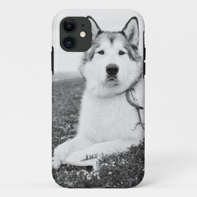Capa Para iPhone 11 alaskan-malamute bw.png (Verso)
