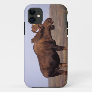 Capa Para iPhone 11 alce, Alces alces, touro com grandes chifres