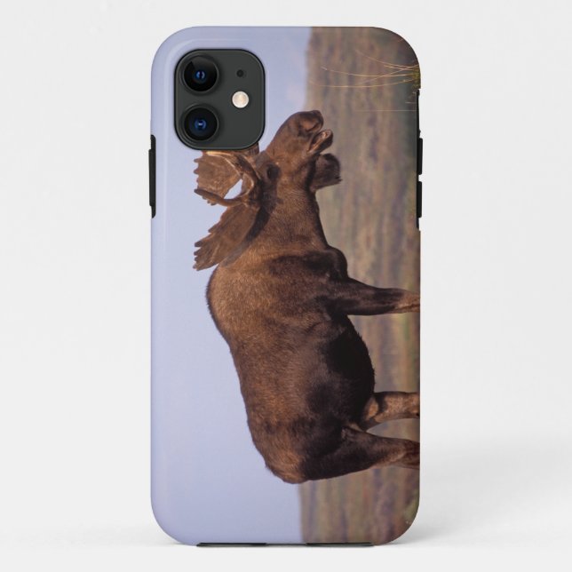 Capa Para iPhone 11 alce, Alces alces, touro com grandes chifres (Verso)