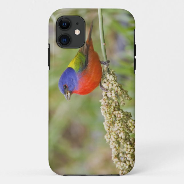 Capa Para iPhone 11 Alimentos para machos pintados (Passerian ciris) (Verso)