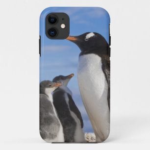 Capa Para iPhone 11 Antártida, Neko Cove (Porto). Pinguim-de-gentoo 2