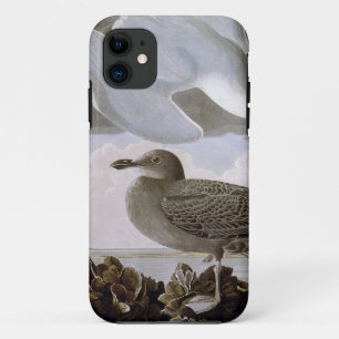 Capa Para iPhone 11 Audubon: Gaivota de arenques