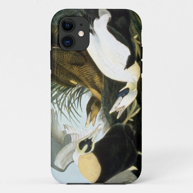 Capa Para iPhone 11 Audubon: Pato de êider (Verso)