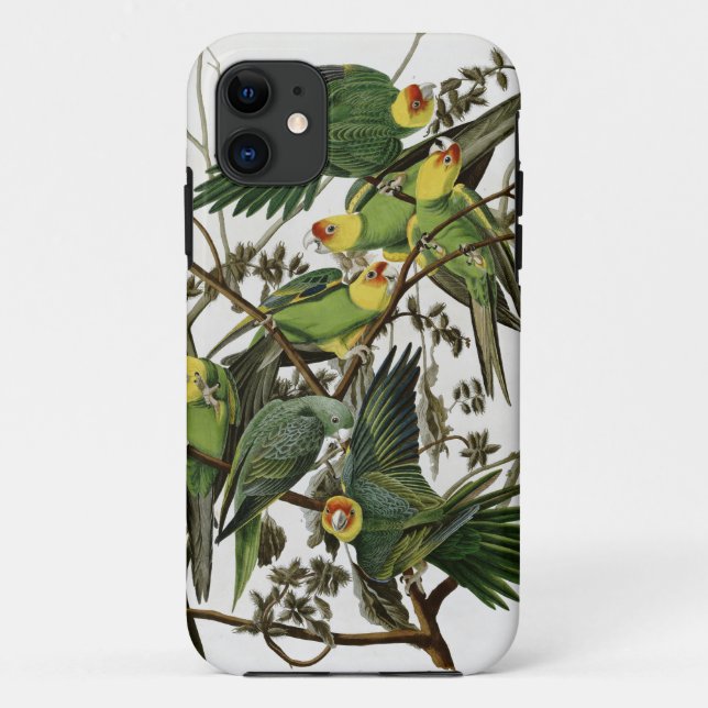 Capa Para iPhone 11 Audubon's Carolina Parakeet (Verso)