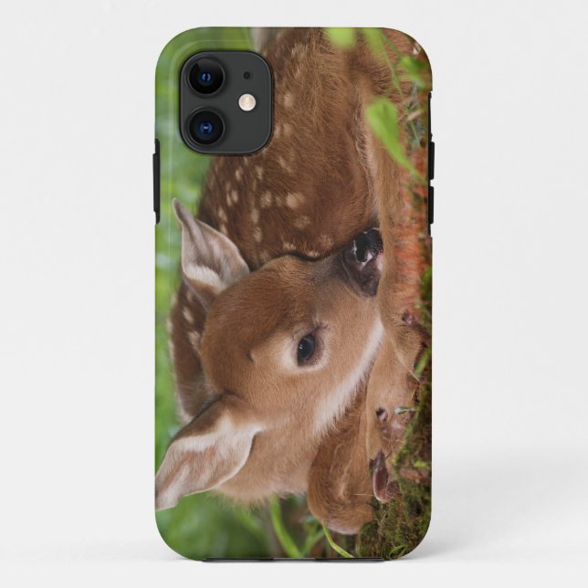 Capa Para iPhone 11 Bebê Deer de dois dias de cauda branca, Kentucky. (Verso)