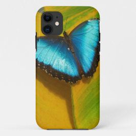 Capa Para iPhone 11 Bela Borboleta Iridescente