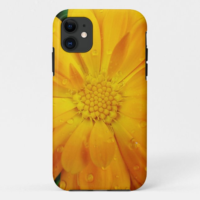 Capa Para iPhone 11 belíssima flor de margarida amarela fresca (Verso)