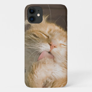 Capa Para iPhone 11 Belo Pregando Maine Coon Fechar Fotografia