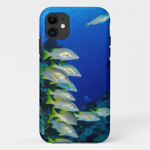 Capa Para iPhone 11 Belos Peixes Coloridos Melhor presente para a vi