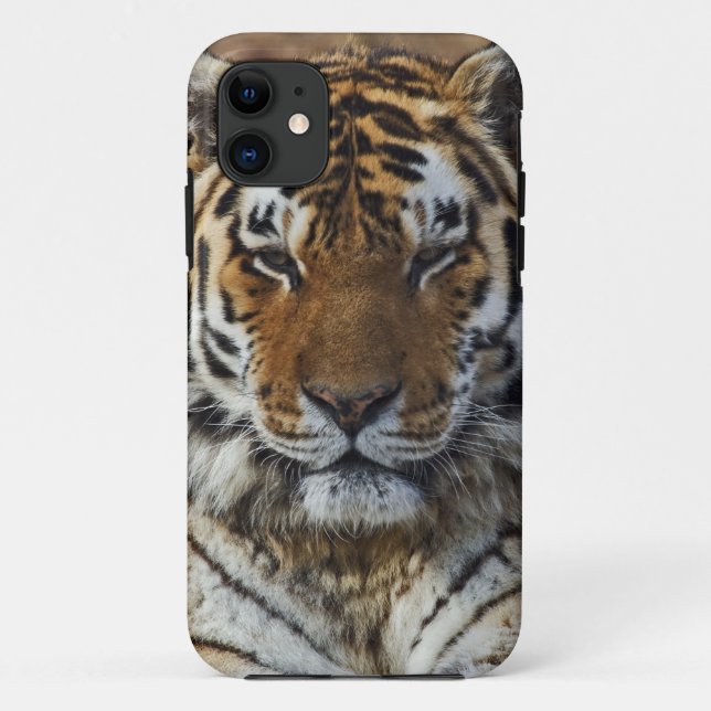 Capa Para iPhone 11 Bengal Tiger, Panthera tigris, Zoo de Louisville, (Verso)