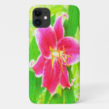 Bonito Stargazer Rosa Profundo Lily no Verde limão