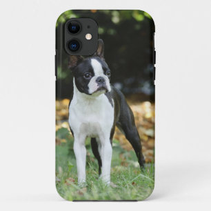 Capa Para iPhone 11 Boston terrier