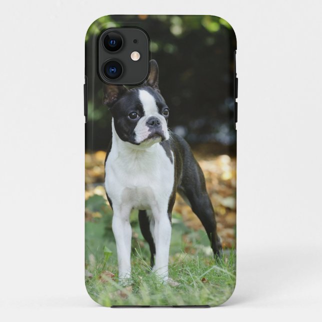 Capa Para iPhone 11 Boston terrier (Verso)