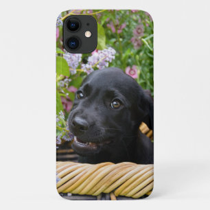 Capa Para iPhone 11 Cachorro Negro-Bonito, Labrador Retriever Foto De 
