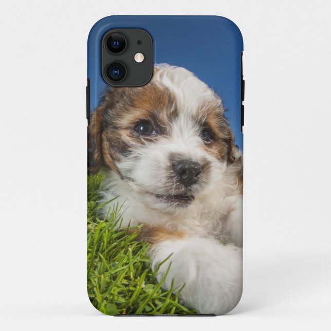 Capa Para iPhone 11 Cãozinho giro (Shitzu) (Verso)