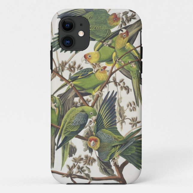 Capa Para iPhone 11 Carolina Parakeet, de 'Birds of America', 1829 (Verso)