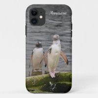 Cinza Gentoo Penguin Edinburgh Zoo Scotland