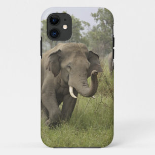 Capa Para iPhone 11 Cumprimento elefante indiano/asiático, Corbett