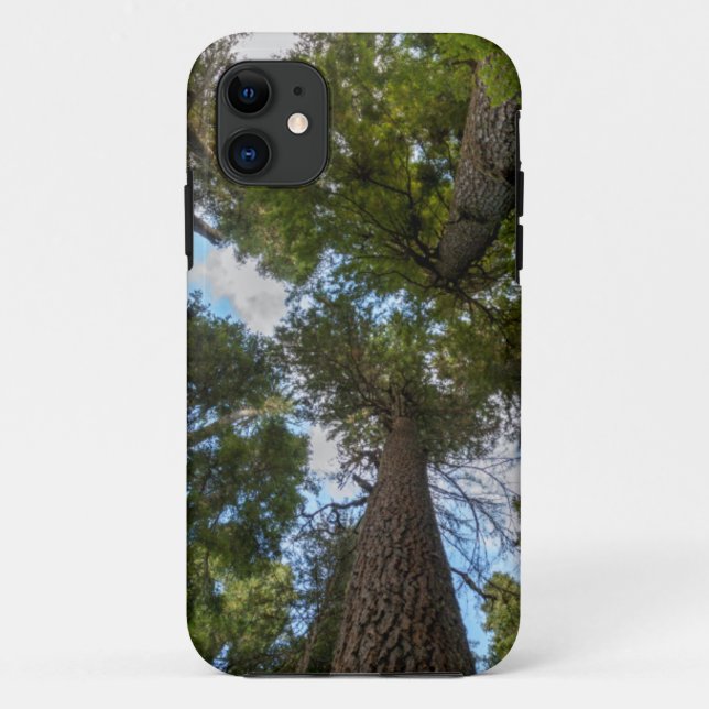 Capa Para iPhone 11 dossel da árvore Douglas Fir (Verso)