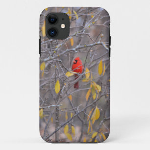 Capa Para iPhone 11 Estojo para telefone com pássaro cardeal vermelho