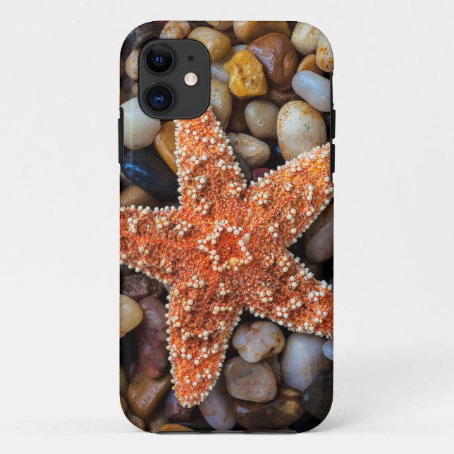 Capa Para iPhone 11 Estrela do mar em rochas (Verso)