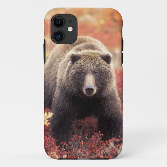 Capa Para iPhone 11 EUA, Alasca, Parque Nacional Denali, Urso Pardo fê (Verso)