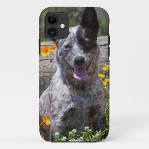 Capa Para iPhone 11 EUA, Califórnia. Queensland Healer Sentado 2