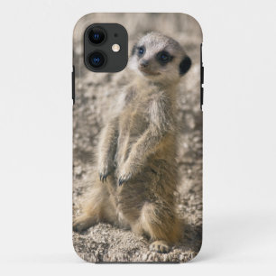 Capa Para iPhone 11 Exemplo da case mate do iPhone 5 do