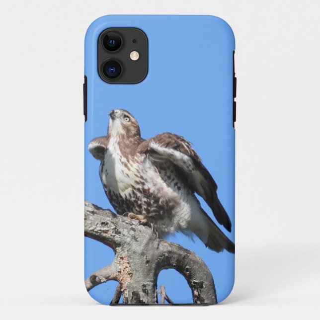Capa Para iPhone 11 Falcão-de-cauda-vermelha Juvenil (Verso)